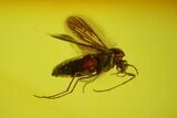 Two Fossil Flies (Diptera) In Baltic Amber #170055-1
